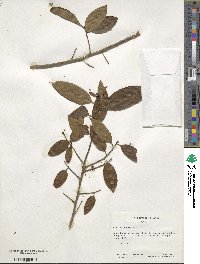 Ilex chinensis image