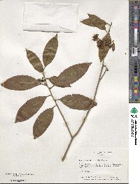 Ilex chinensis image