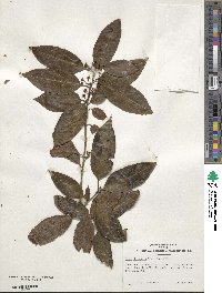 Ilex chinensis image