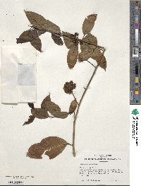 Ilex chinensis image