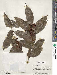 Ilex chinensis image