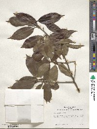 Ilex chinensis image