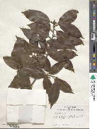 Ilex chinensis image