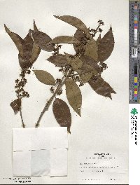 Ilex chinensis image