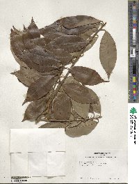 Ilex chinensis image