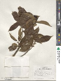 Ilex chinensis image