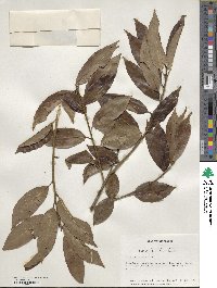 Ilex chinensis image