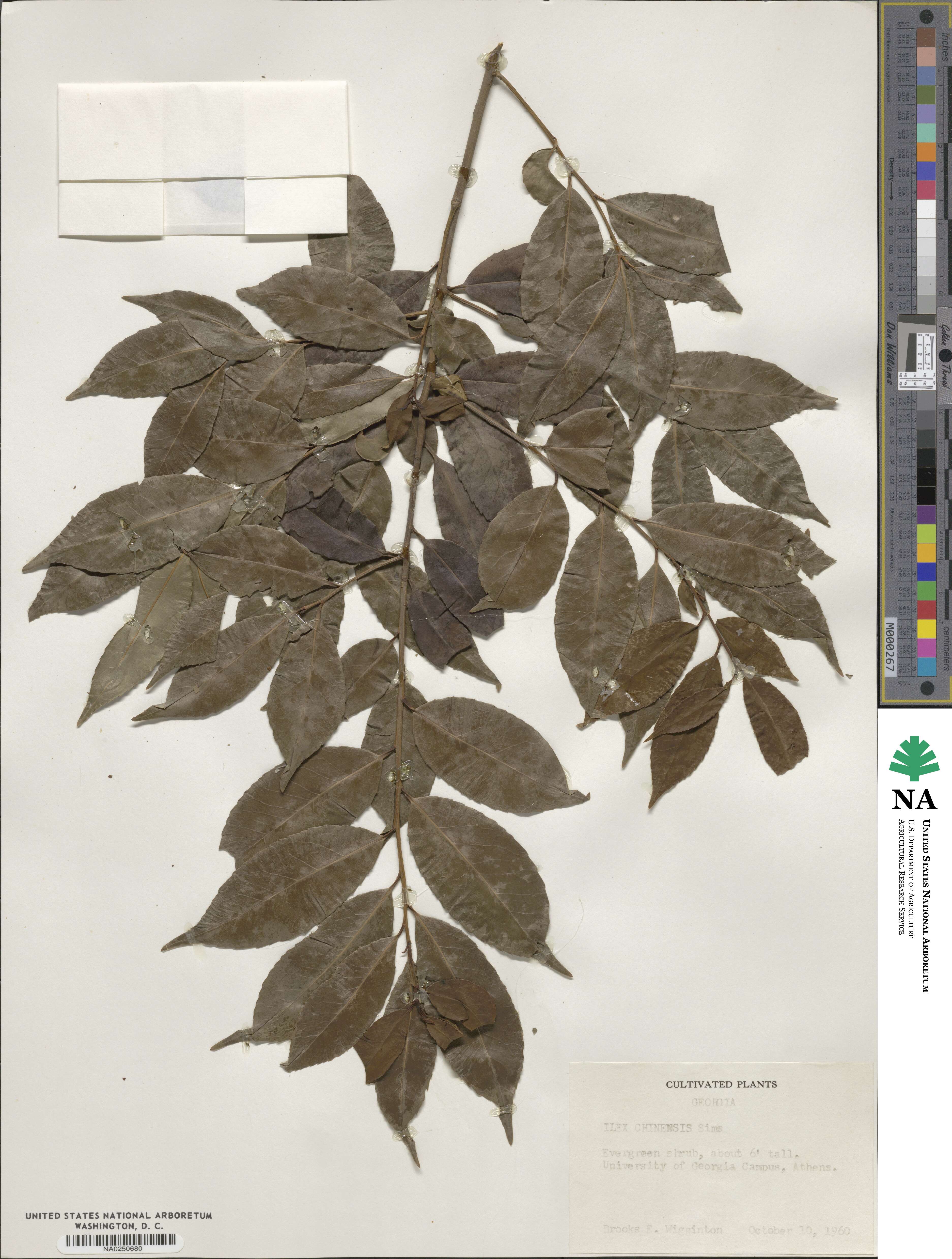 Ilex chinensis image