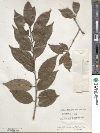 Ilex chinensis image