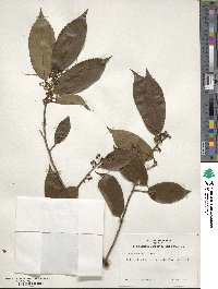 Ilex chinensis image