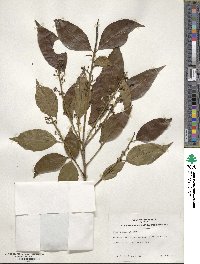 Ilex chinensis image