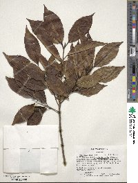 Ilex chinensis image