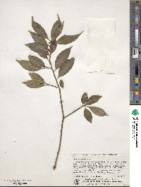 Ilex chinensis image