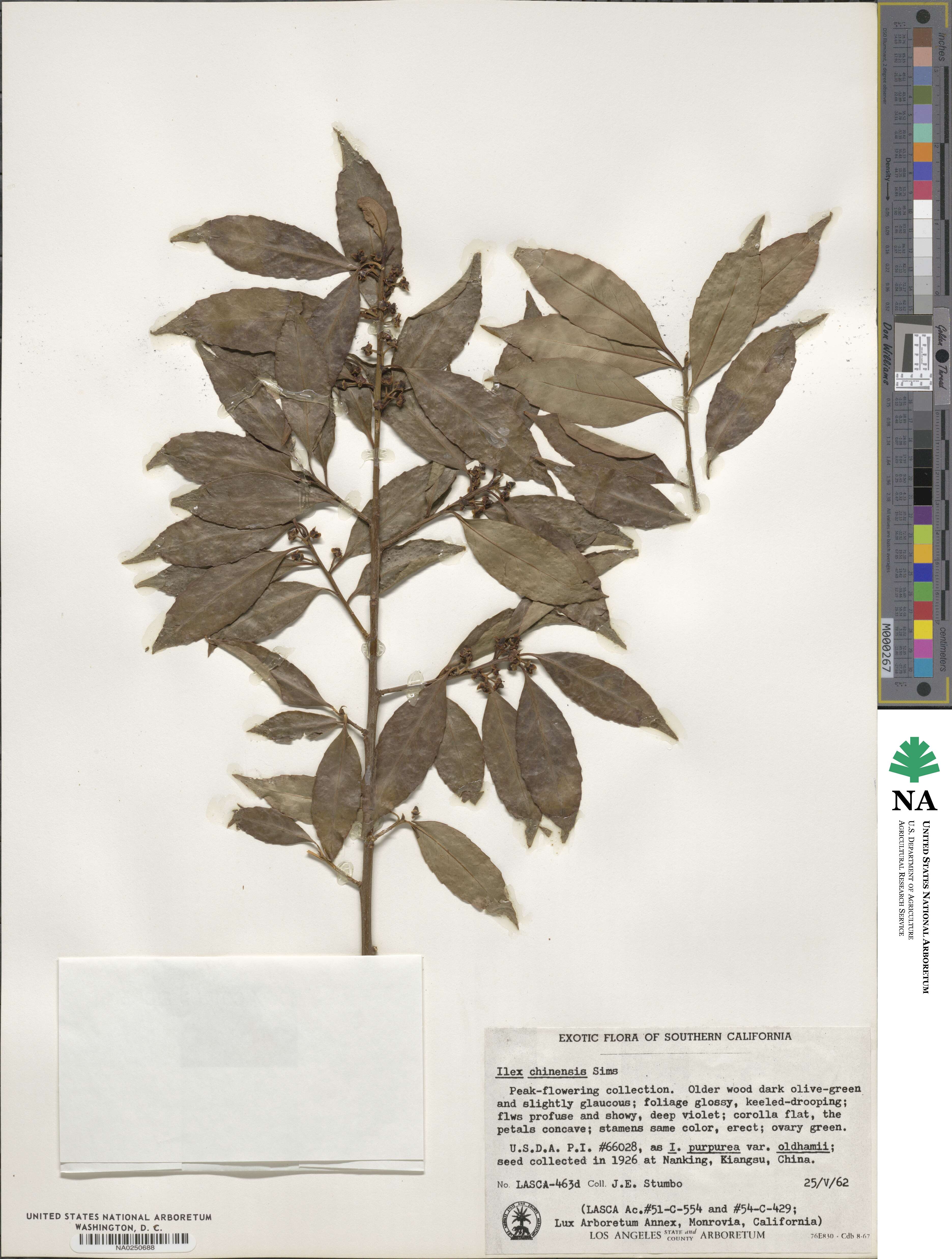 Ilex chinensis image