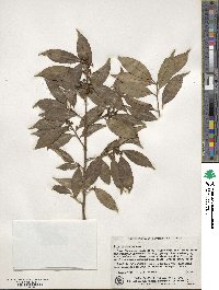 Ilex chinensis image