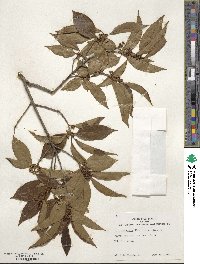 Ilex chinensis image