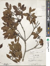 Ilex chinensis image