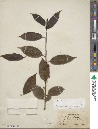 Ilex chinensis image