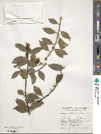 Ilex ciliospinosa image