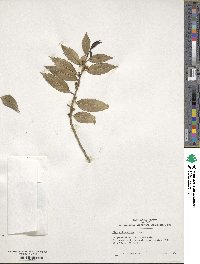 Ilex ciliospinosa image