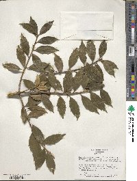 Ilex ciliospinosa image