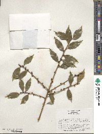 Ilex ciliospinosa image