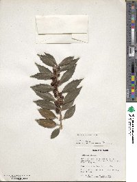 Ilex ciliospinosa image