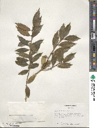 Ilex ciliospinosa image