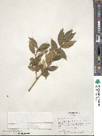 Ilex ciliospinosa image