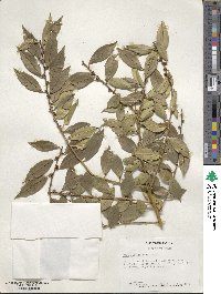 Ilex ciliospinosa image