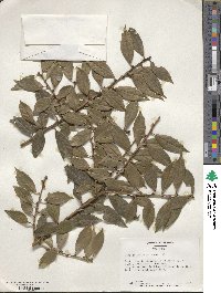 Ilex ciliospinosa image