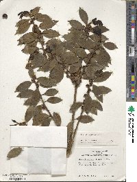 Ilex ciliospinosa image