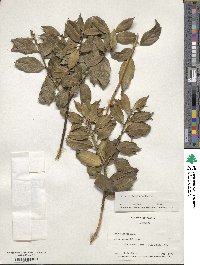 Ilex ciliospinosa image