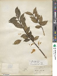 Ilex ciliospinosa image