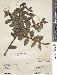 Ilex ciliospinosa image