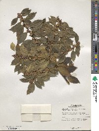 Ilex ciliospinosa image