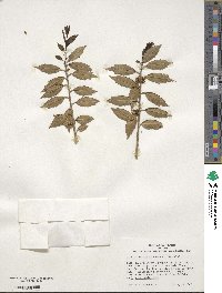 Ilex ciliospinosa image