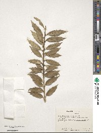 Ilex ciliospinosa image