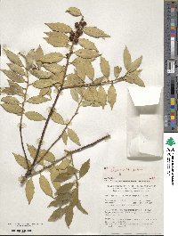 Ilex ciliospinosa image