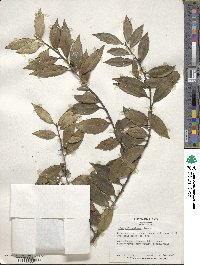 Ilex ciliospinosa image