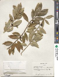 Ilex ciliospinosa image