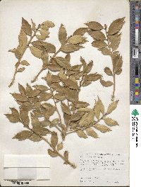 Ilex ciliospinosa image