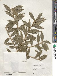 Ilex ciliospinosa image