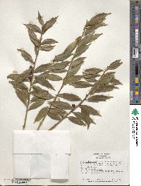 Ilex ciliospinosa image