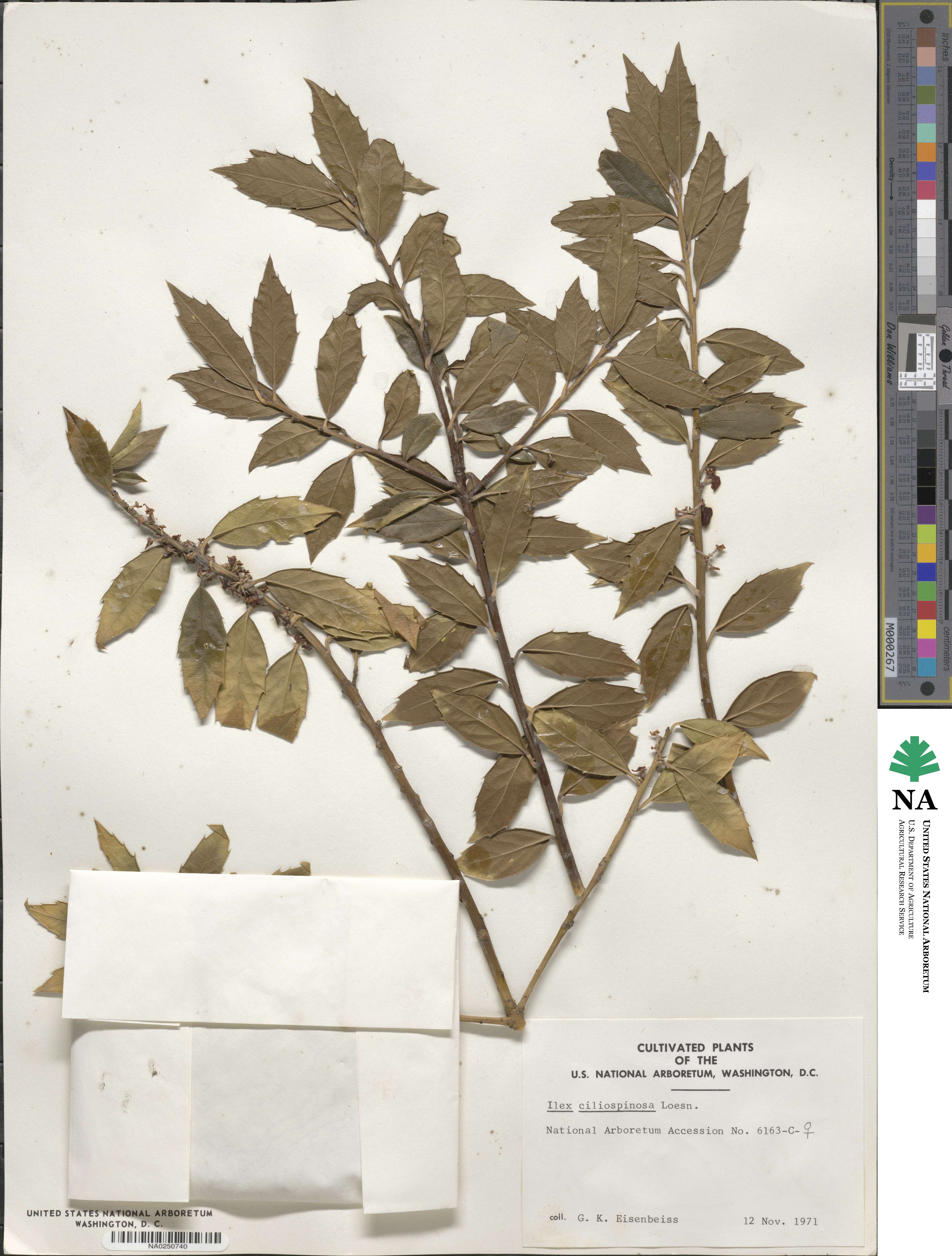 Ilex ciliospinosa image