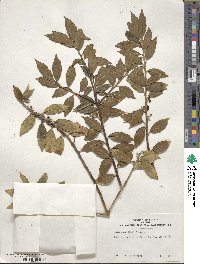 Ilex ciliospinosa image