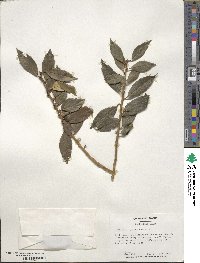 Ilex ciliospinosa image