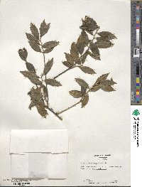 Ilex ciliospinosa image