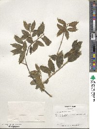 Ilex ciliospinosa image