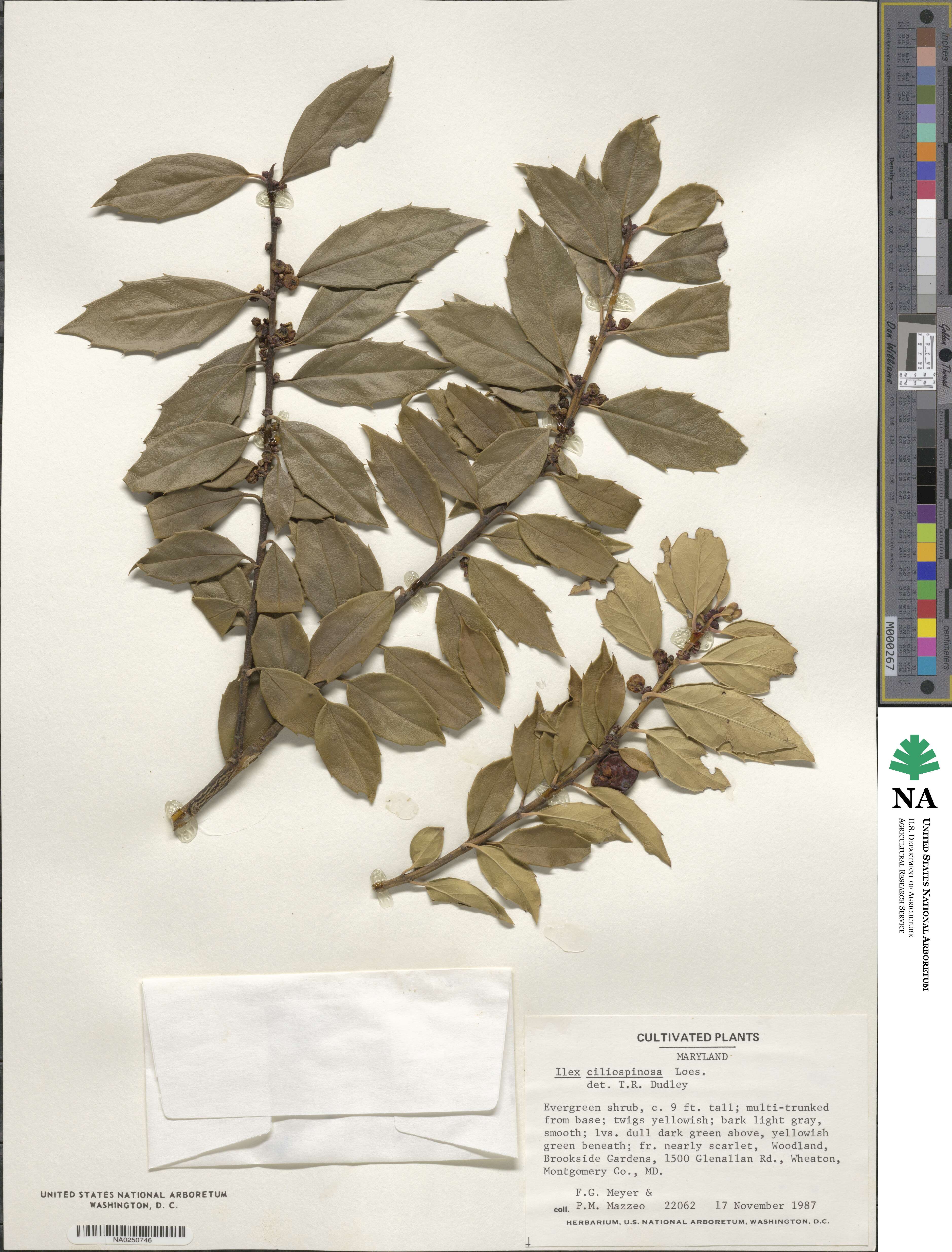 Ilex ciliospinosa image